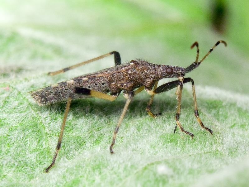 Dicranocephalus albipes (Fabricius, 1781)